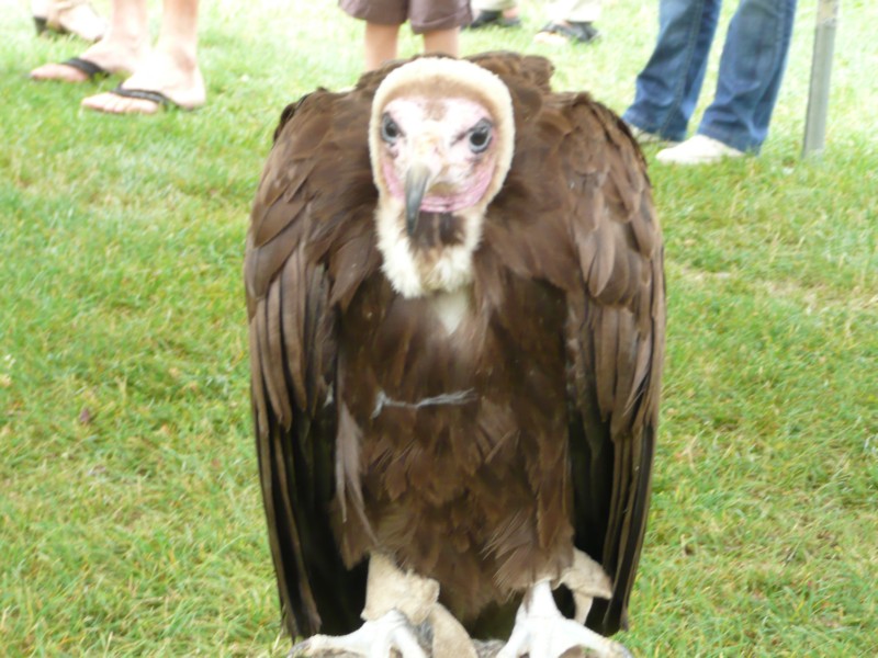 09.08.08 37 Foire aux bestiaux de Fillinges.JPG